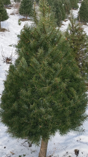 Gift Shop «Sleighbells Of Sherwood (Seasonal Business Open July1-December 23)», reviews and photos, 23855 SW 195th Pl, Sherwood, OR 97140, USA