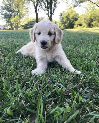 Photo of Griswold Goldens