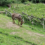 Photo n°3 de l'avis de Bernd.r fait le 13/08/2023 à 09:04 sur le  Klammhof à Salorno