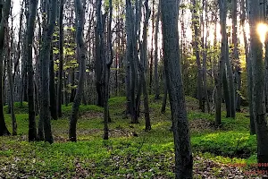 Lasy Trzebiesławickie image