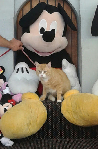 Gift Shop «Magic Castle Gift Kingdom», reviews and photos, 7646 W Irlo Bronson Memorial Hwy, Kissimmee, FL 34747, USA