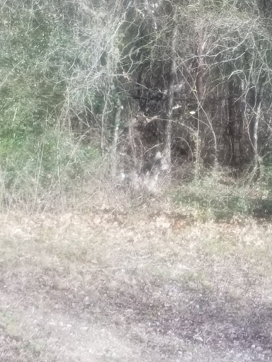 Park «Pecan Grove Park», reviews and photos, 3443 W Kiest Blvd, Dallas, TX 75233, USA