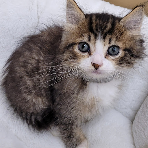 Pet Store «PV Pets», reviews and photos, 233 S Broadway, Pennsville, NJ 08070, USA