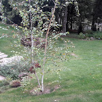 Photo n°26 de l'avis de Franco.o fait le 19/09/2020 à 14:26 sur le  La Bursch à Campiglia Cervo