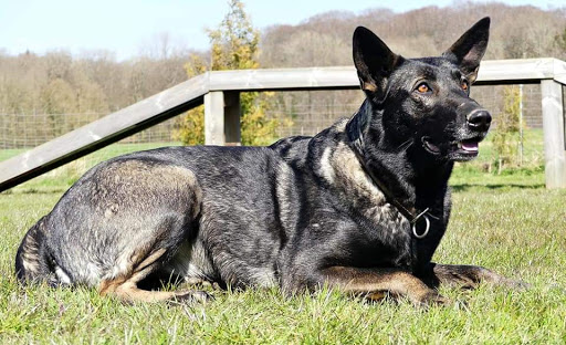 Hundewelt Duwensee unter Bosau, 