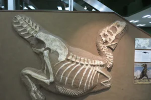 Museum der Natur Hamburg - Geologie-Paläontologie image