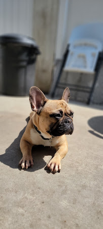 Plaza Del Amo Animal Hospital & Pet Keeper - Photo 6 - Car repair in Torrance, CA, Long Beach