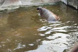 Zoo's Lake View image