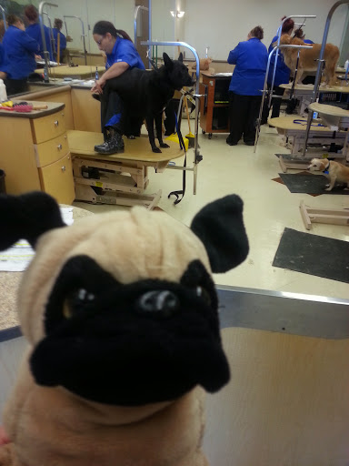 Pet Supply Store «PetSmart», reviews and photos, 213 Daniel Webster Hwy, Nashua, NH 03060, USA