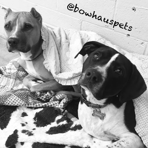 Dog Day Care Center «The Bowhaus Pet Company», reviews and photos, 2472 E Colorado Blvd, Pasadena, CA 91107, USA