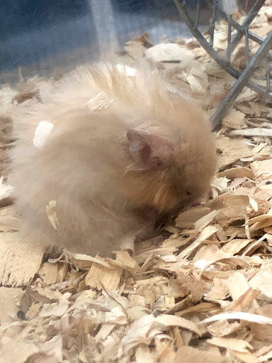 Pet Supply Store «Pet Supermarket», reviews and photos, 1080 Alafaya Trail, Oviedo, FL 32765, USA