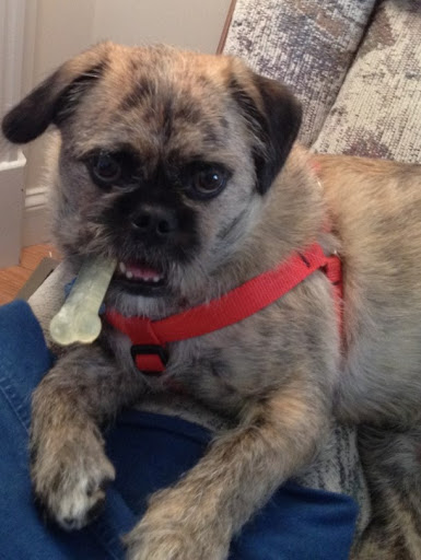 Pet Supply Store «PetSmart», reviews and photos, 6106 Shops Way, Northborough, MA 01532, USA