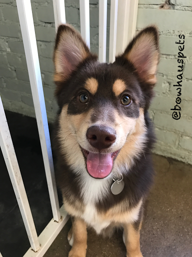 Dog Day Care Center «The Bowhaus Pet Company», reviews and photos, 2472 E Colorado Blvd, Pasadena, CA 91107, USA