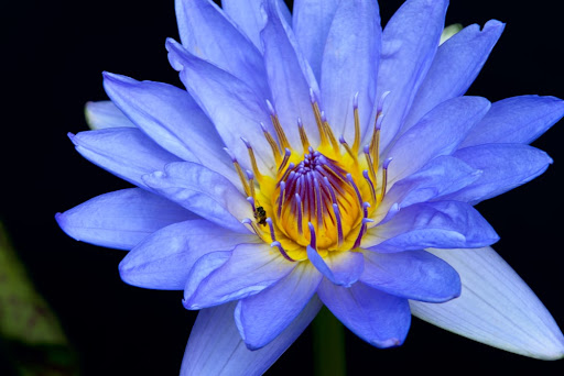 Little Blue Lotus Astrology