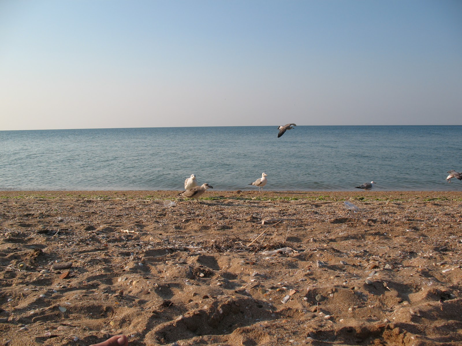 Plazh Oazis'in fotoğrafı çok temiz temizlik seviyesi ile