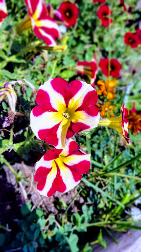 Park «Coloma Township Park District», reviews and photos, 510 E 11th St, Rock Falls, IL 61071, USA