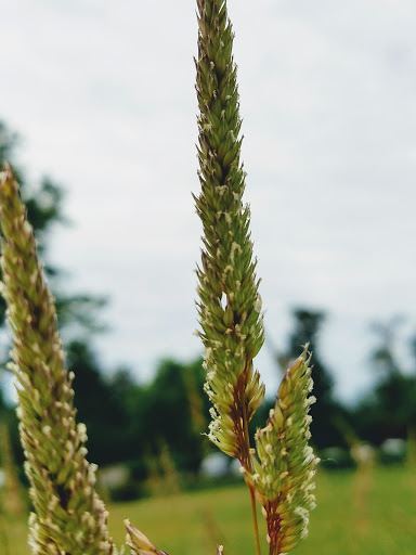 Park «Juanita Beach Park», reviews and photos, 9703 NE Juanita Dr, Kirkland, WA 98034, USA