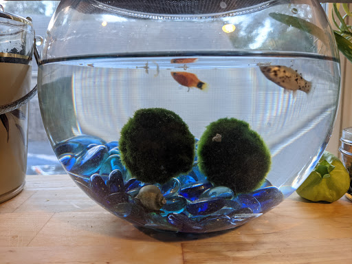 Pet Supply Store «PetSmart», reviews and photos, 240 N Gates Dr, Bloomington, IN 47404, USA