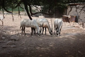 Al Maha Sanctuary - Oryx farm image