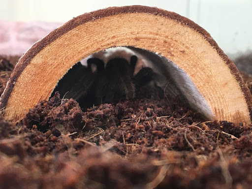 Reptile Store «Jurassic Pet Supplies», reviews and photos, 695 W Holt Ave #104, Pomona, CA 91768, USA