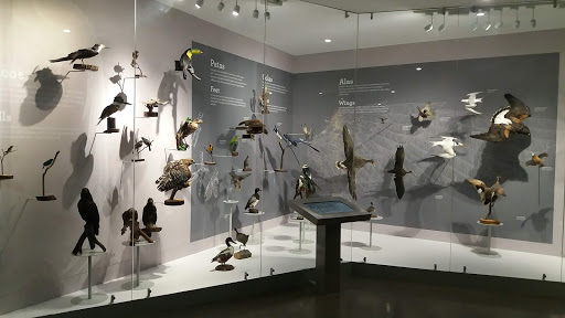 Museo de Las Aves de México