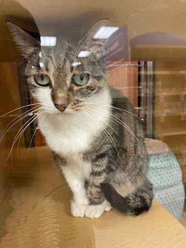 Pet Supply Store «PetSmart», reviews and photos, 8657 Villa La Jolla Dr, La Jolla, CA 92037, USA