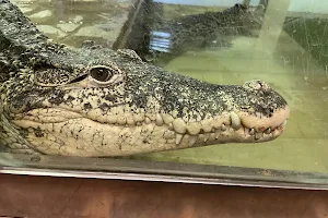 Krokodýli farma image