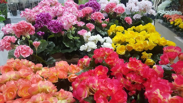 Flores Y Plantas José Pérez