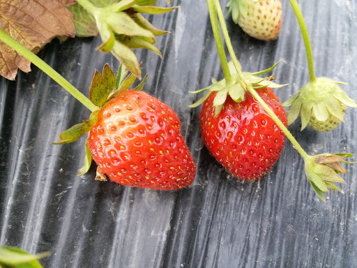 Organic strawberry farm