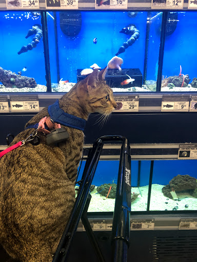 Pet Supply Store «Petco Animal Supplies», reviews and photos, 3384 Tyler St, Riverside, CA 92503, USA