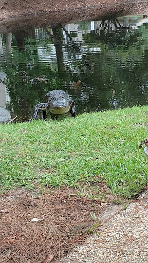 Golf Course «Golden Bear Golf Club at Indigo Run», reviews and photos, 100 Indigo Run Dr, Hilton Head Island, SC 29926, USA