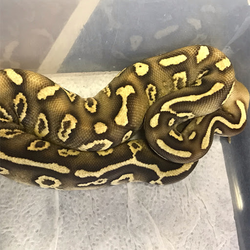 Pet Store «Petfection Exotic Pet Specialist», reviews and photos, 2989 PA-611 Suite 102, Tannersville, PA 18372, USA