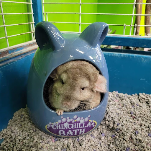 Pet Store «Coral Reef Pet Center», reviews and photos, 7723 W Lawrence Ave, Norridge, IL 60706, USA