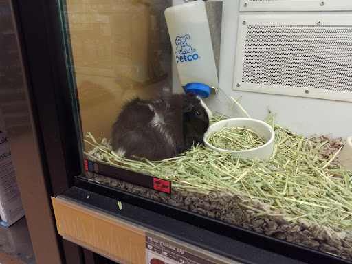 Pet Supply Store «Petco Animal Supplies», reviews and photos, 2823 County Home Rd, Goshen, IN 46526, USA