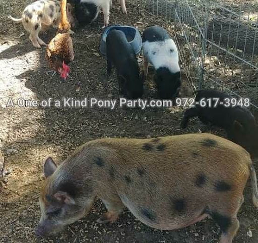 Zoo «A One of A Kind Pony Party», reviews and photos, 912 Bells Chapel Cir, Waxahachie, TX 75165, USA