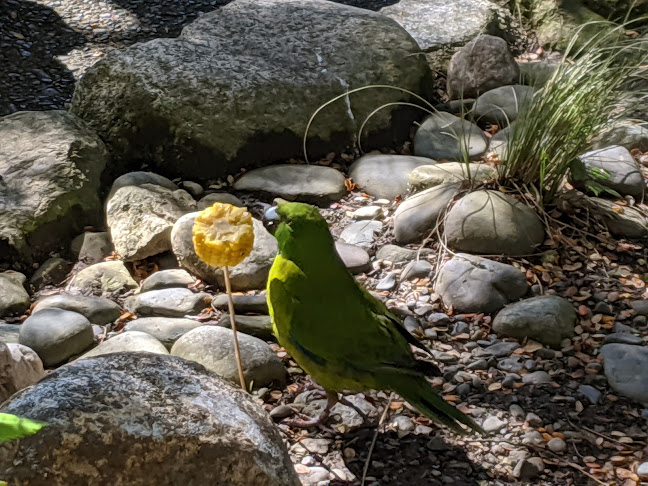 Punanga Manu o Te Anau / Te Anau Bird Sanctuary - Te Anau