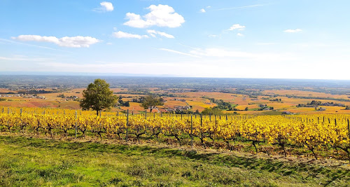 Vignes de Grille-Midi - domaine MATRAY et FILLES à Fleurie