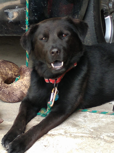 Animal Shelter «The Humane Society of Greater Kansas City», reviews and photos