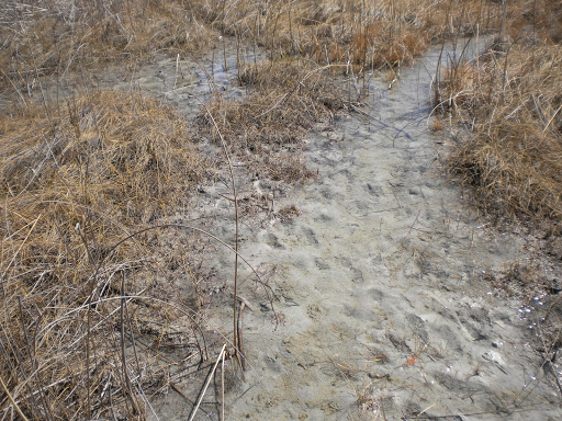 Nature Preserve «Bergen Swamp Preservation Society», reviews and photos, 6646 Hessenthaler Rd, Byron, NY 14422, USA