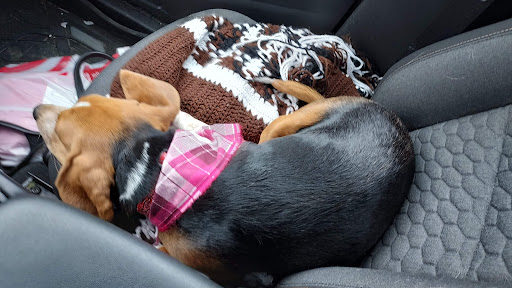 Pet Supply Store «Petco Animal Supplies», reviews and photos, 4820 South Baldwin Road #3B, Orion Township, MI 48359, USA