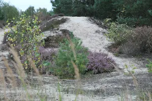 Sukzessionspark Lieberoser Heide image