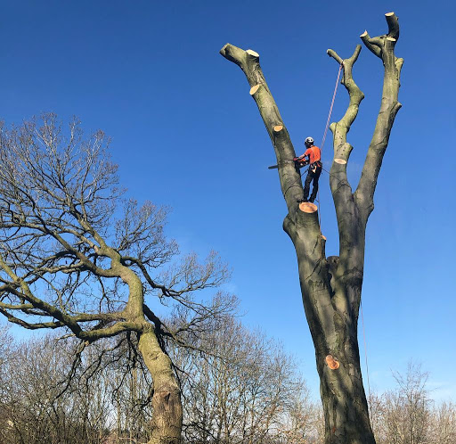 Tree pruning Coventry