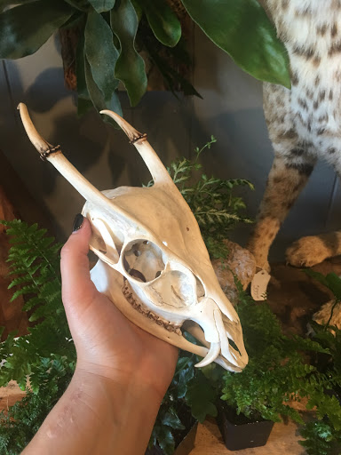 Gift Shop «Natural Selection», reviews and photos, 39 St Lawrence Ave, Reno, NV 89509, USA