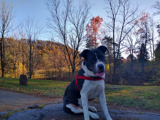 Golf Course «Steele Creek Park Golf Course», reviews and photos, 20 Little Ln, Bristol, TN 37620, USA