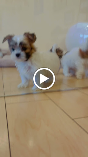 Pet Supply Store «Woof Woof Puppies & Boutique», reviews and photos, 29555 Northwestern Hwy, Southfield, MI 48034, USA