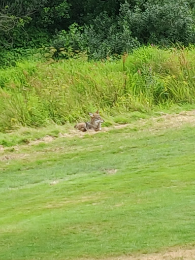 Golf Course «Old Salem Greens Golf Course», reviews and photos, 75 Wilson St, Salem, MA 01970, USA