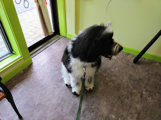 Pet Groomer «Shear Elegance Pet Boutique», reviews and photos, 918 John Marshall Hwy, Front Royal, VA 22630, USA