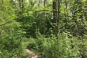 Forêt de Bois-d'Arcy image