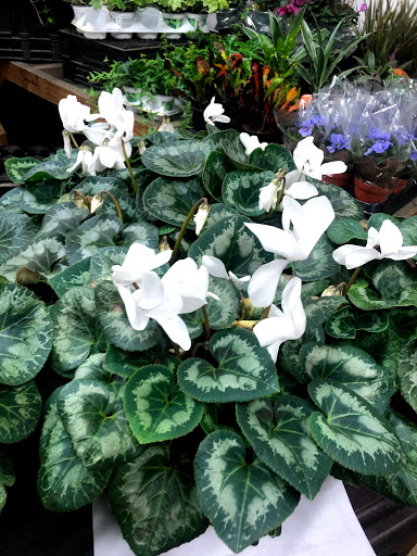 Florist «Sieck-Wright Floral Products», reviews and photos, 231 Monmouth St, Hightstown, NJ 08520, USA