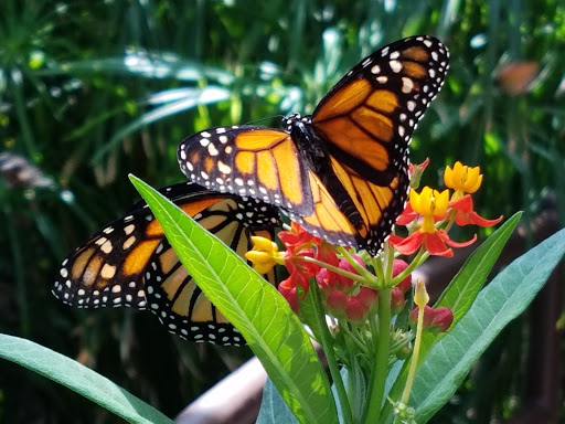 Animal Protection Organization «Butterfly Pavilion», reviews and photos, 6252 W 104th Ave, Westminster, CO 80020, USA